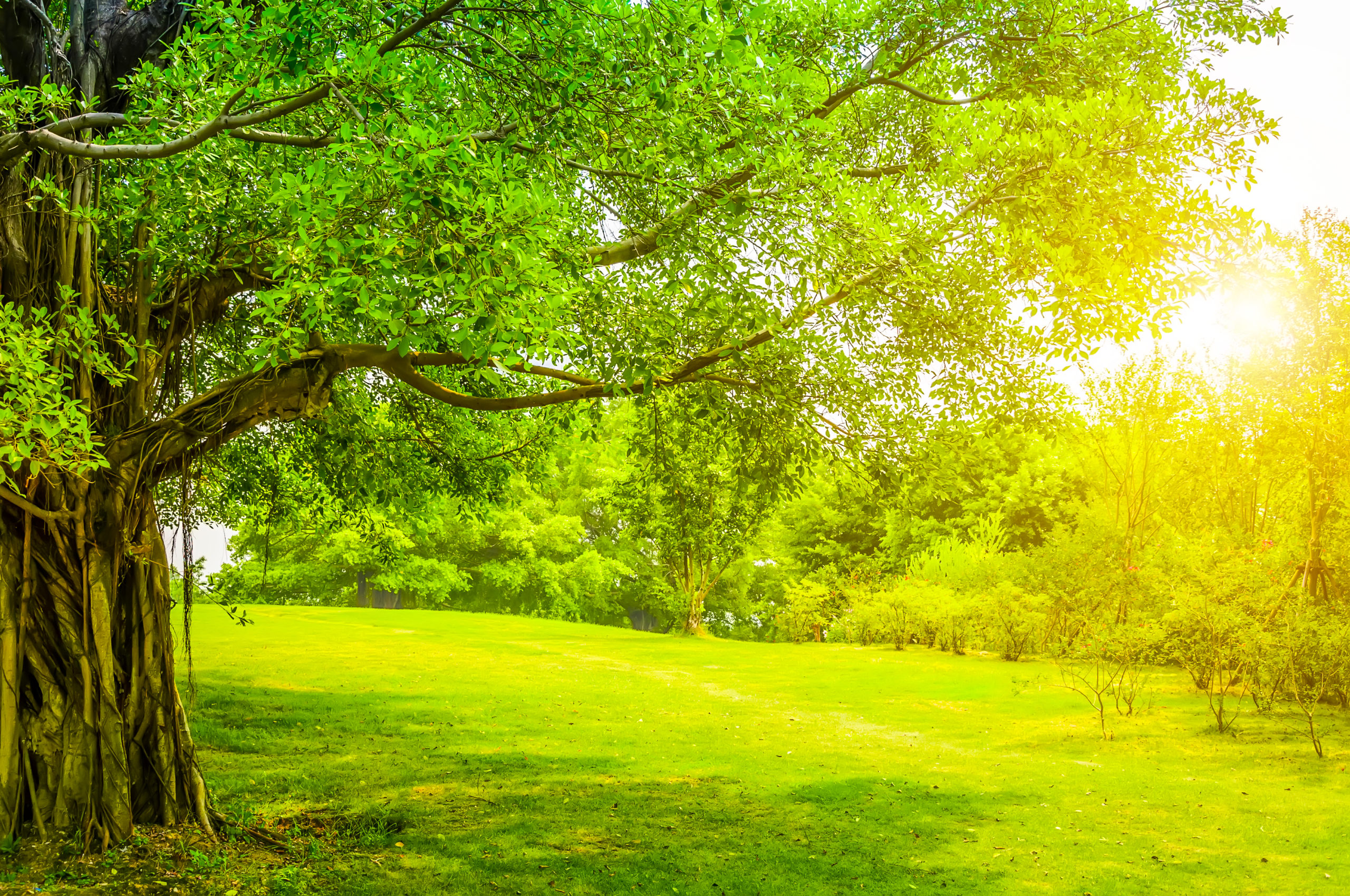 schoener-park Grünpflege in Werne